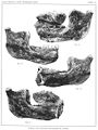 Homo heidelbergensis (Erstbeschreibung) 02.jpg