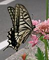 Papilio xuthus1.jpg