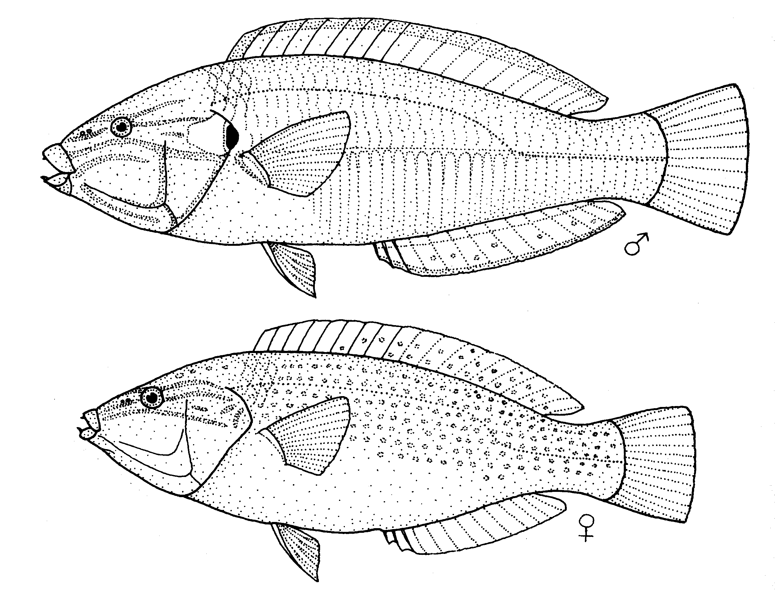  Mâle (en haut) et femelle (en bas)