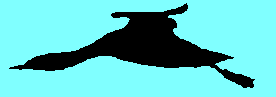 silhouette du plongeon catmarin en vol