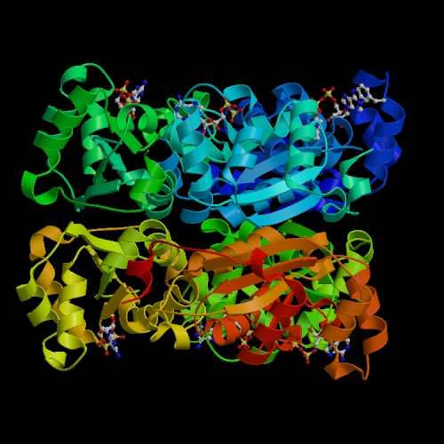 Structure quaternaire hexamérique de la NDP kinase humaine