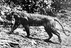  Panthera tigris sondaica