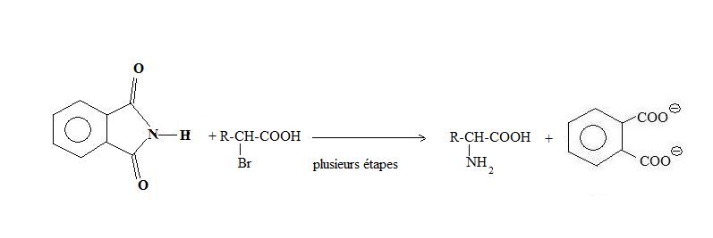 Synthèse Gabriel aminoacides.jpg