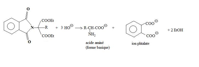 Synthèse Gabriel aminoacides hydrolyse.jpg