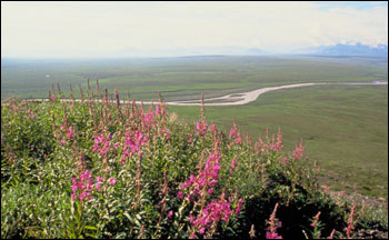 Tundra coastal vegetation Alaska.jpg