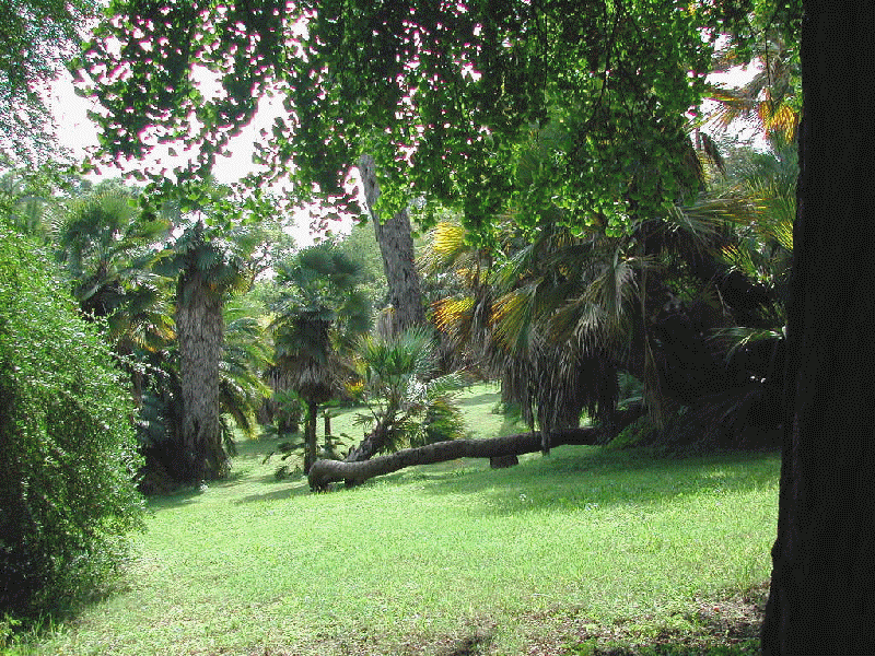 Nannorrhops ritchiana dans le jardin botanique de Rome (sur la droite)
