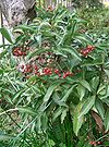 Ardisia crenata1.jpg