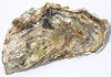 Crassostrea gigas p1040848.jpg