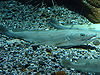 Merluccius merluccius.002 - Aquarium Finisterrae.JPG