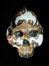 Paranthropus boisei (University of Zurich).JPG
