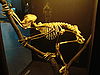 Proconsul skeleton reconstitution (University of Zurich).JPG