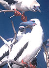 Red-footed booby.jpg