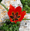 Tulip agenensis ZE.jpg