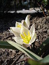 Tulipa biflora UME.jpg