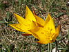 Tulipa sylvestris1.jpg