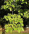 White oak foliage.JPG