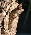 Papilio glaucus.JPG
