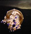 Mediterranean Jellyfish 2.jpg