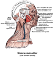 Muscle masséter2.png