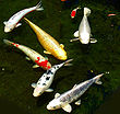 Des gros poisson bariolés de blanc, noir, jaune ou rouge