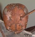 Camponotus cylindricus casent0102444 head 1.jpg