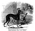044. Italian Greyhound.JPG