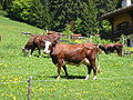 Abondance cows 2.jpg