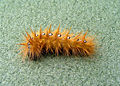 Acronicta aceris caterpillar LC0001.jpg