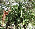 Aechmea-Yucatán.jpg