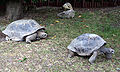 Aldabra mating 10.JPG