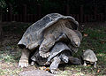 Aldabra mating 2.JPG