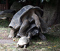 Aldabra tortoises mating 1.JPG