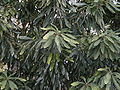 Alloxylon foliage Stony Rge.jpg