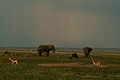 Amboseli Wildlife.jpg