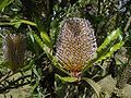 Banksia aemula1.jpg