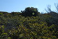 Banksia aemula Tree.jpg