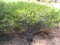 Beaufortia squarrosa.jpg