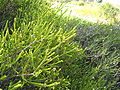 Beaufortia squarrosa leaves closeup.jpg