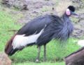 Black crowned crane.jpg