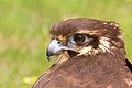 Brown falcon1444.jpg