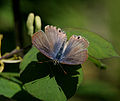 Butterfly (7500 ft) I IMG 6673.jpg