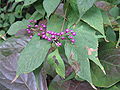 Callicarpa japonica2.jpg