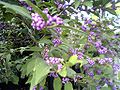 Callicarpa japonica berry.jpg