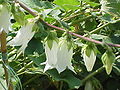 Campanula alliariifolia0.jpg