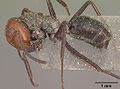 Camponotus cylindricus casent0102444 profile 1.jpg