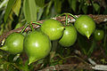 Casimiroa edulis fruit 1.jpg