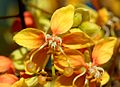 Cassia brewsteri Flower.jpg