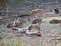 Chital Deer (Ranthambore).jpg