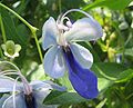 Clerodendrum ugandense - butterfly bush - desc-flowers - from-DC1.jpg