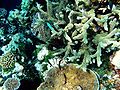 Corals with fish.JPG